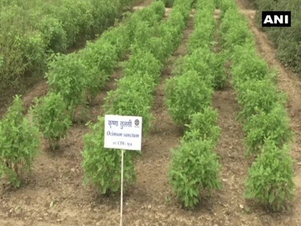 Central Institute of Medicinal and Aromatic Plants develops hybrid Tusli in Lucknow in Uttar Pradesh. Photo/ANI