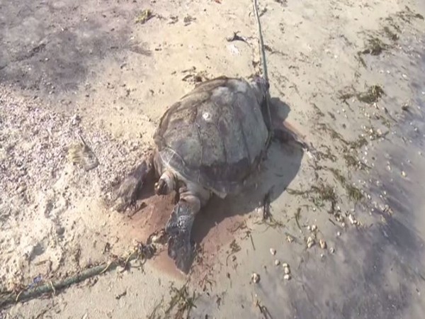 Carcass of an Olive Ridley turtle washed ashore early morning today at Sangumal Beach in Rameswaram [Photo/ANI]