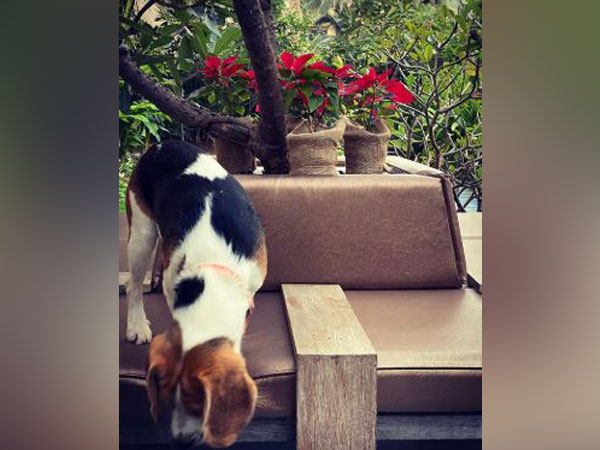 Twinkle Khanna's pet Mr Alex (Image courtesy: Instagram)