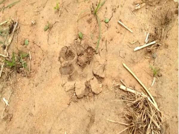 Footprints of tiger found near Gurukul School at Arikera. Photo/ANI