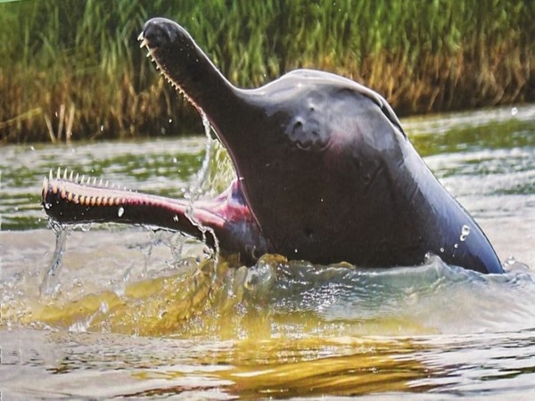 Dolphin (Photo/Twitter)