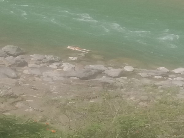 Bodies wash up on shores of Sarayu river in Uttarakhand's Pithoragarh. (Photo/ANI)
