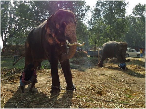 File photo of elephants in Sonepur cattle fair