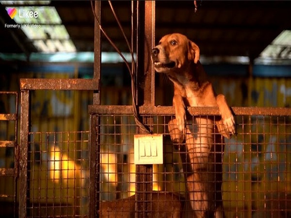 Likee to Support Animal Protection