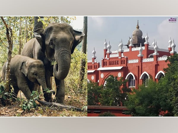 Elephants and Madras High Court