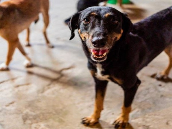 The All eyes on Dogs report has been launched by World Animal Protection on the occasion of World Rabies Day