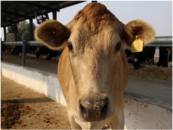 The India Dairy Campaign Report by World Animal Protection has been released today