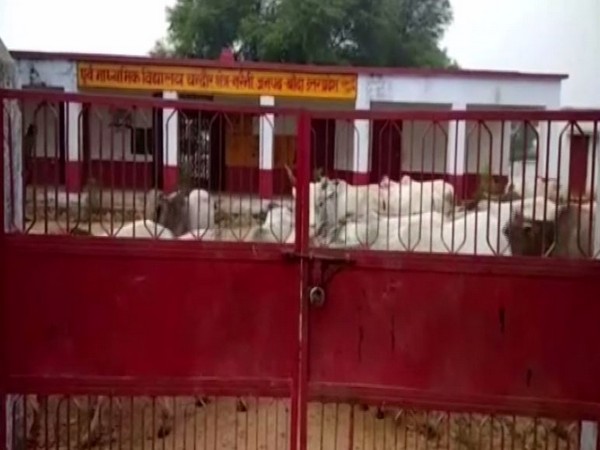Farmers lock up stray cattle to protect their crops in Banda, UP. Photo/ANI