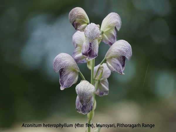 Aconitum heterophyllum, one of the plants conserved and documented in Uttarakhand.