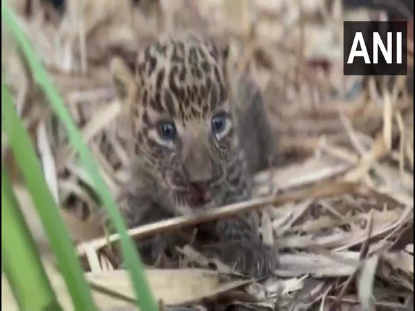 10-day-old leopard cub reunited with mother in Nashik. (Photo/ANI)