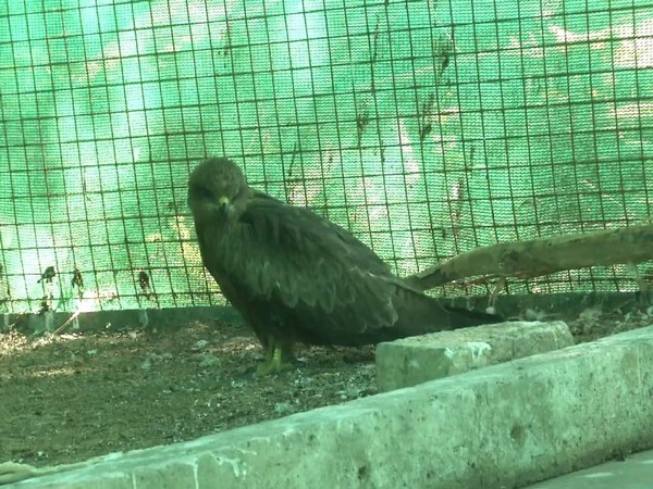 Medical care drive initiated for birds injured during Uttarayan festival in Vadodra. Photo/ANI