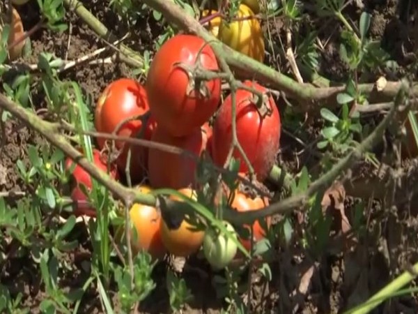 Hybrid seeds offer an increased produce in the region. Photo/ANI