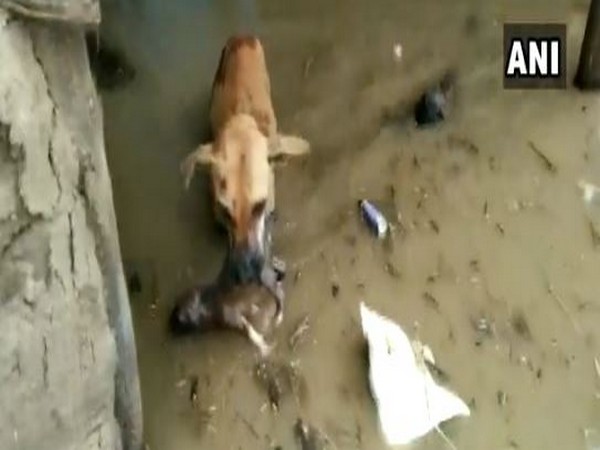 The mother dog rescuing her pup from flooded areas. (Photo/ANI)