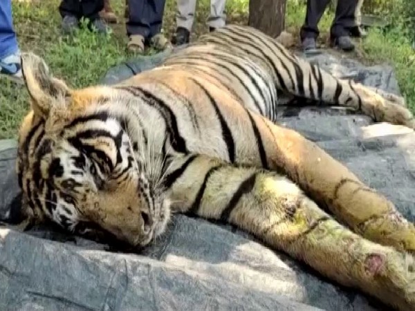 Veeru, a 3-year-old tiger died in the Sewai Madhopur area of Rajasthan. Photo/ANI