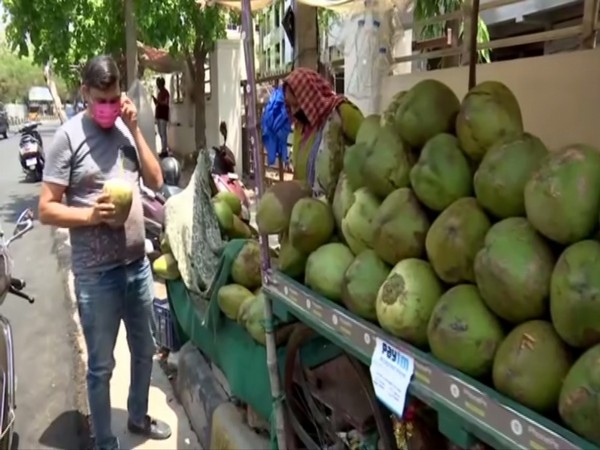 A coconut vendor's stall in Hyderabad on Friday. Photo/ANI
