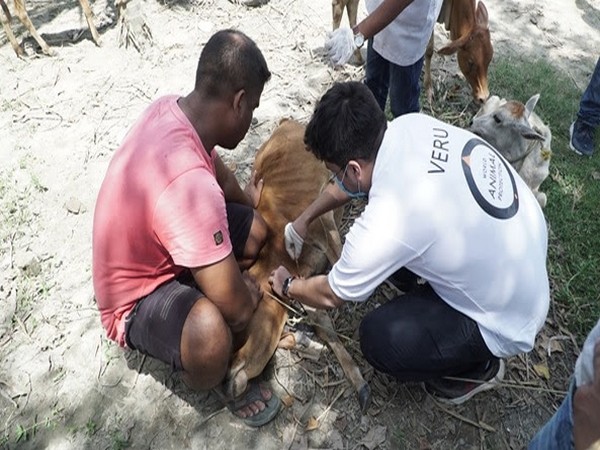 Animals getting treated at the veterinary camp in Assam