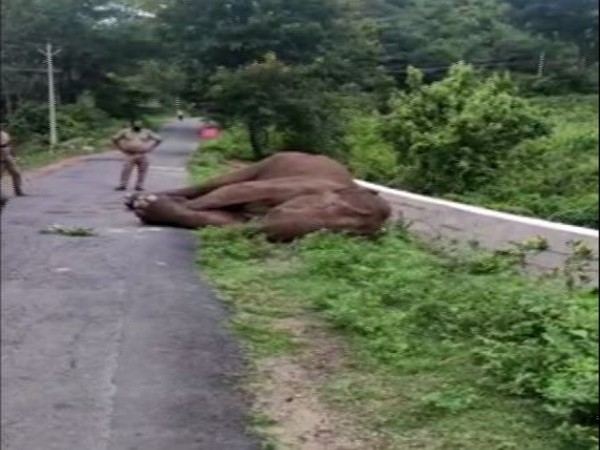 Injured elephant roaming around the border area of Tamil Nadu and Kerala dies (Photo/ANI)