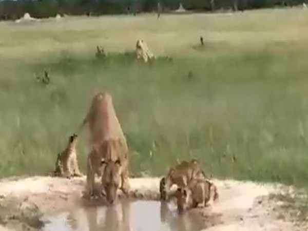 Viral video of lion cubs disturbing their mother