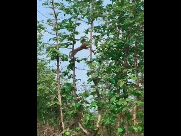 Video of leopard hunting a baby monkey goes viral