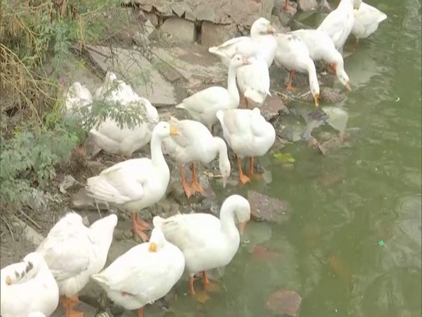 Ducks at the Sanjay Lake in West Delhi's Trilokpuri. (Photo/ANI)