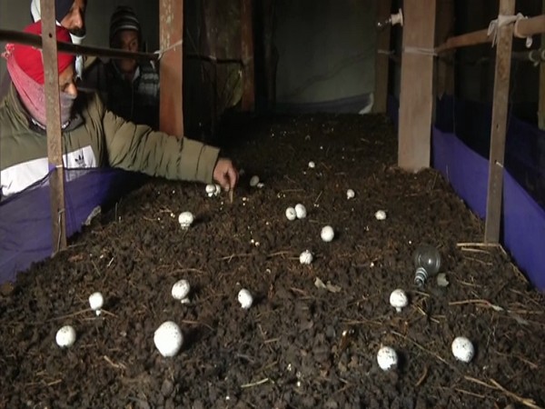 Mushroom being cultivated at the Development Centre in J-K's Poonch. (Photo/ANI)