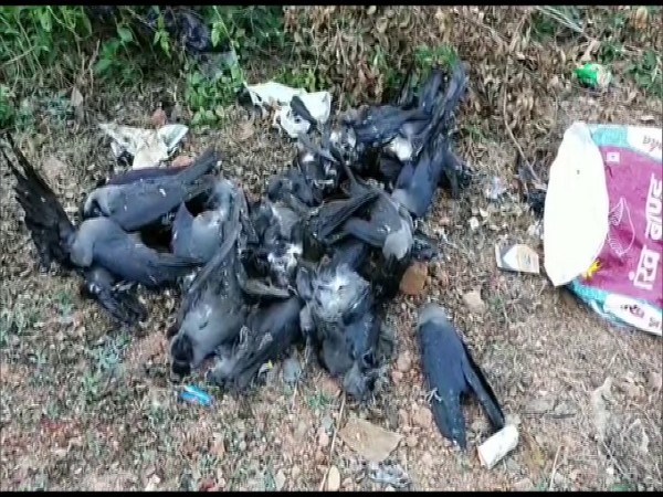 Bird Flu has been detected in four samples of dead crows in Madhya Pradesh's Mandsaur district on Monday. (Photo/ANI)