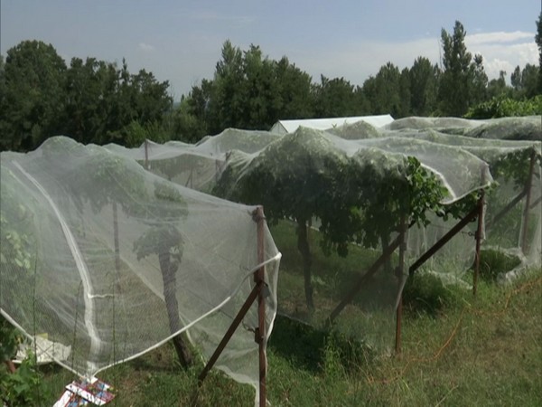 New bowler and netting system will protect the grapes from damage during bad weather. (Photo/ANI)