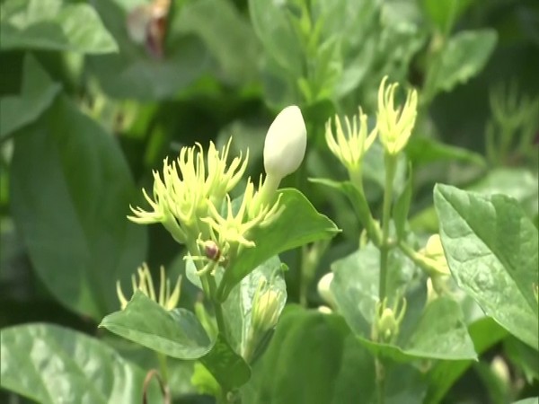 Jasmine is known around the world for its unique tropical smell and pretty blossoms. (Photo/ANI) 