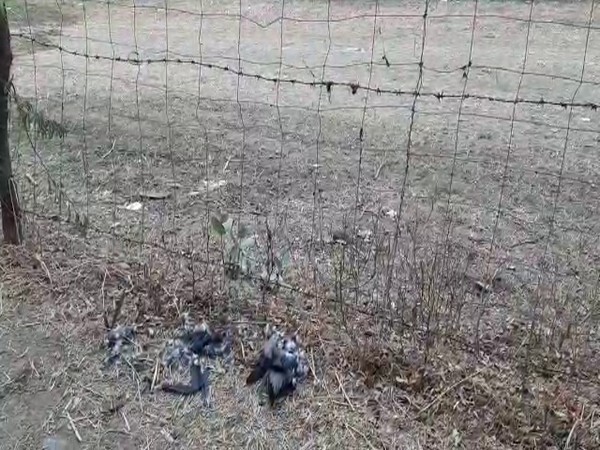 Birds found dead in Baran district of Rajasthan on Tuesday. (Photo/ANI)