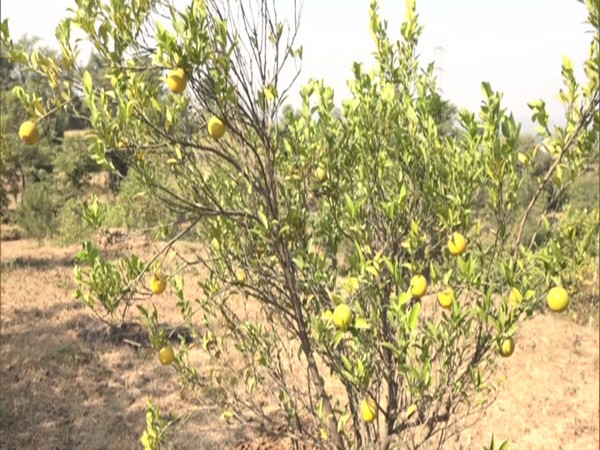 Crops are being affected because of lack of rain in Udhampur. (Photo/ANI)