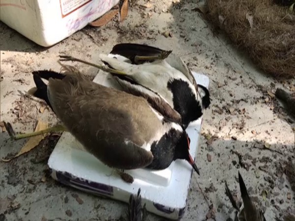 Carcasses of birds found in Gujarat's Junagadh district on January 3. (Photo/ANI)