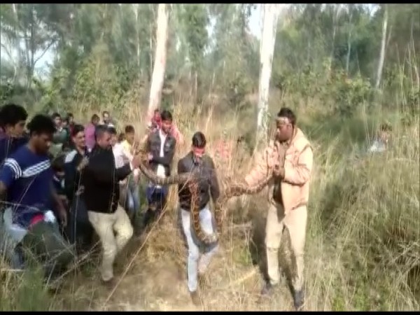 Forest department rescues Python in UP's Alighar (Photo/ANI)