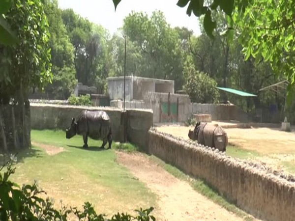 Rhinos sunbathing in the water sprinklers in Kanpur zoo. Photo/ANI
