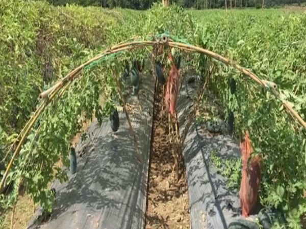 Under this new method, the farmer covered the land with plastic to avoid evaporation of the water. (Photo: ANI)