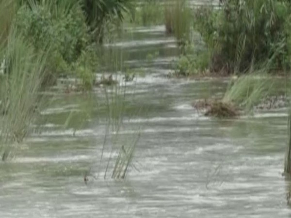 A number of paddy fields have been affted due to overflowing of the river. (Photo: ANI)