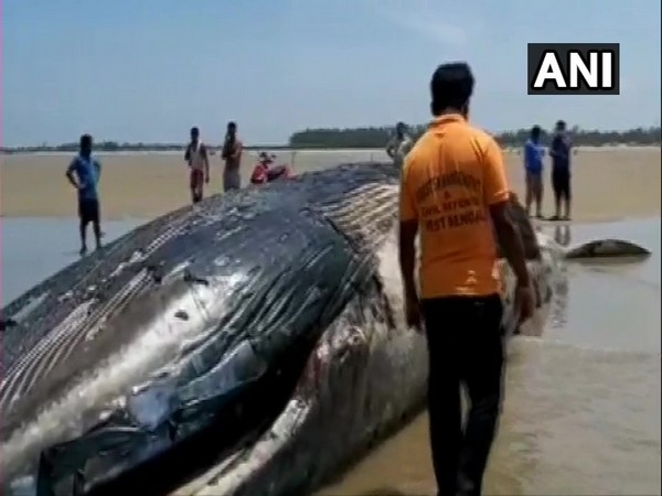 The carcass of the whale was found with multiple injury marks.