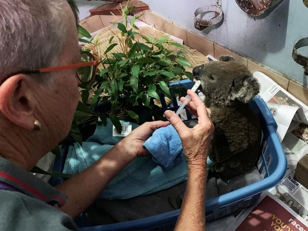 A burnt koala rescued from Lake Innes Nature Reserve receiving formula at a hospital ICU in Port Macquarie, Australia on Nov 7 (Photo/Reuters)