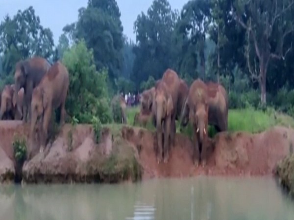 Visual of elephants in Mayubhanj (Photo/ANI)