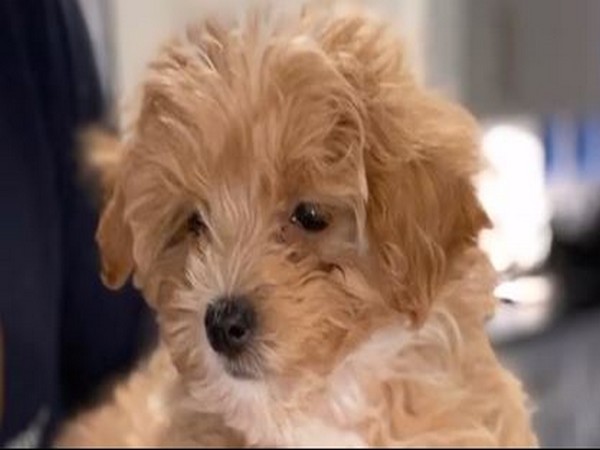 The dog is a cross between a Maltese and a Poodle, or a Maltipoo (Picture Courtesy: Instagram)