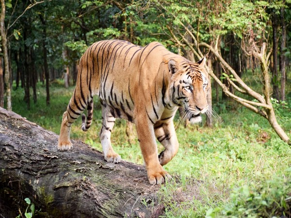 A tiger in Bengal Safari Park