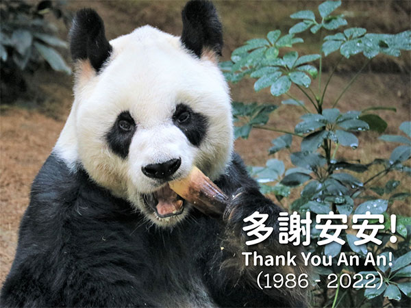 'Rest in peace An An': World's oldest male giant panda dies at 35