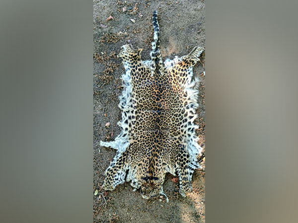 Special Task Force of the Odisha Crime Branch seized leopard skin (Photo/ANI)