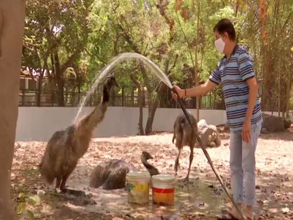 Zoo worker giving bath to Emu  (Photo/ANI)