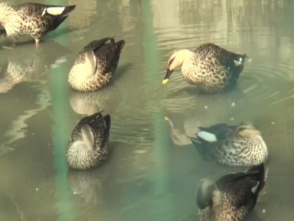 Animals in suffer due to poor air quality in Kanpur Zoological Park. Photo/ANI