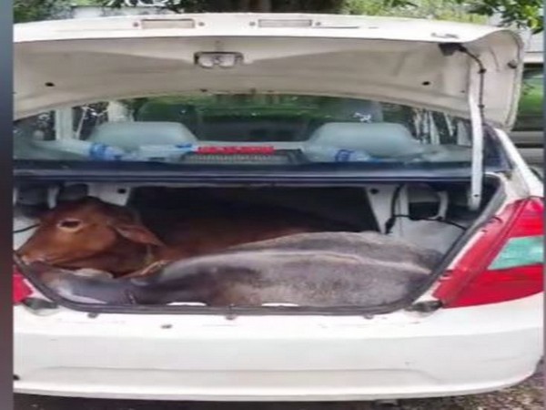 Visuals of the confiscated vehicle with cattle (Photo/ANI)