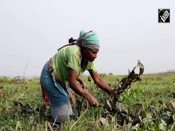 झीलों की मुसीबत को बना दिया मौका: असम के युवाओं की अनोखी पहल